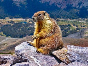 Marmottes  